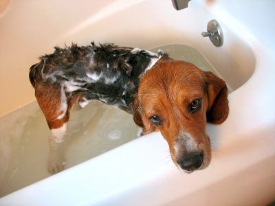 A beagle dog about a year old, getting a bath.